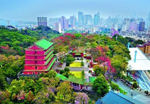 广州越秀山镇海楼周边木棉也已绽放，繁花似锦，美丽如画。广州日报全媒体记者莫伟浓 摄